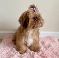 Lola 🎀830-660-4641, a female Shih Tzu for sale in New Braunfels, TX – 3 of 6