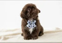Maximus💙830-660-4641, a male Shih Tzu for sale in New Braunfels, TX – 4 of 4