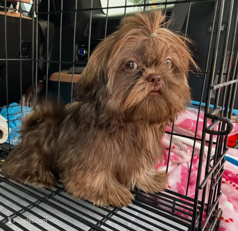 Duke *IMPERIAL* – Shih Tzu puppy for sale in New Braunfels, TX