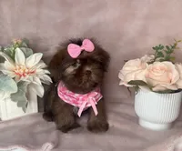 Lola, a female Shih Tzu for sale in New Braunfels, TX – 1 of 1