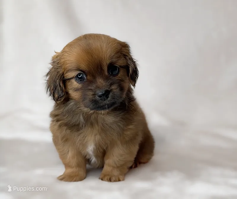 Kizer – Pomeranian, Shih Tzu puppy for sale in New Braunfels, TX