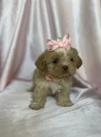 Rhea , a female Shih Tzu for sale in New Braunfels, TX – 3 of 3