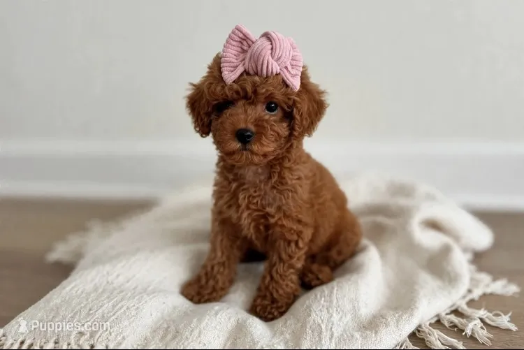 Quinn💕Toy/830-660-4641 – Poodle - Toy  puppy for sale in New Braunfels, TX