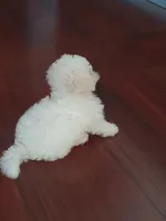 Tex, a male Maltipoo for sale in New Braunfels, TX – 2 of 3