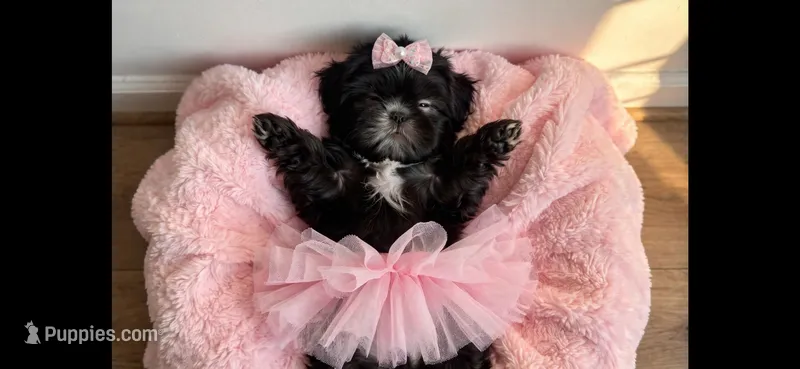 Misha – Shih Tzu puppy for sale in New Braunfels, TX