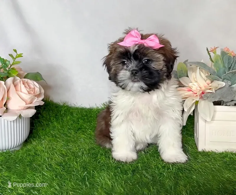 Zara  – Shih Tzu puppy for sale in New Braunfels, TX