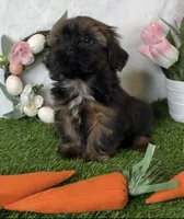 Maddox, a male Shih Tzu for sale in New Braunfels, TX – Photo 5 of 5