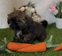 Maddox, a male Shih Tzu for sale in New Braunfels, TX – Photo 4 of 5