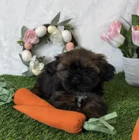 Maddox, a male Shih Tzu for sale in New Braunfels, TX – Photo 3 of 5