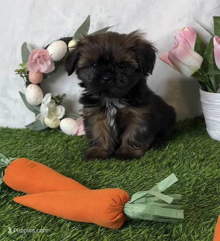 Maddox – Shih Tzu puppy for sale in New Braunfels, TX