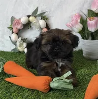 Maddox, a male Shih Tzu for sale in New Braunfels, TX – Photo 2 of 5