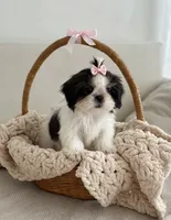 Dolly🩷IMPERIAL*830-660-4641, a female Shih Tzu for sale in New Braunfels, TX – 2 of 3