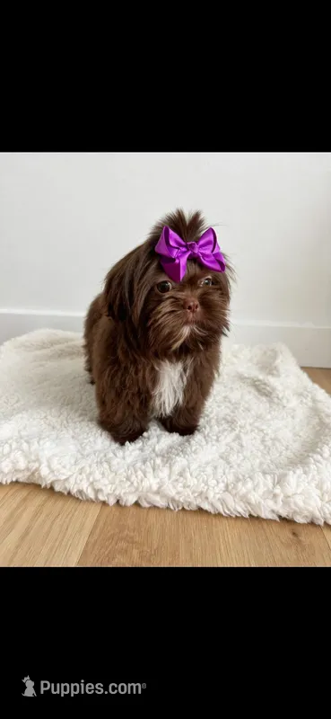 Sassy🩷830-660-4641 – Shih Tzu puppy for sale in New Braunfels, TX