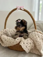 Zoey🎀830-660-4641, a female Yorkshire Terrier for sale in New Braunfels, TX – 2 of 3
