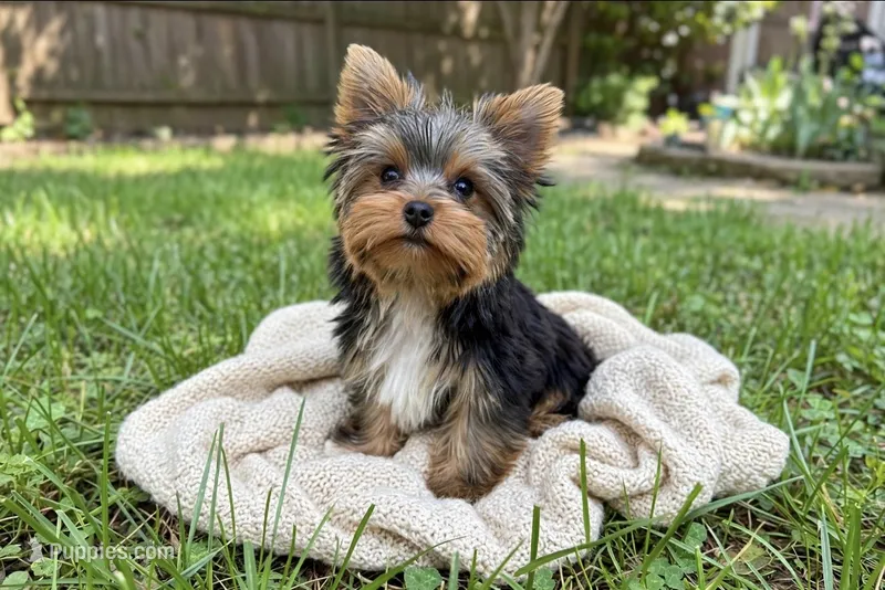 PRINCE💙 830-660-4641 – Yorkshire Terrier puppy for sale in New Braunfels, TX