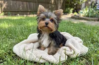 PRINCE💙 830-660-4641, a male Yorkshire Terrier for sale in New Braunfels, TX – 1 of 2