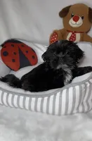 Zed, a male Shih Tzu for sale in New Braunfels, TX – 2 of 3
