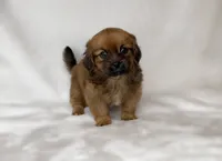 Kizer, a male Pomeranian and Shih Tzu for sale in New Braunfels, TX – 2 of 2