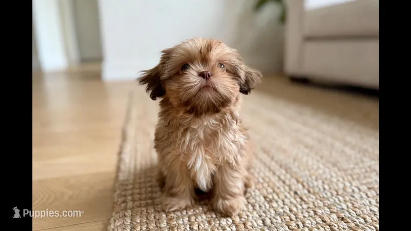 Quince **imperial** – Shih Tzu puppy for sale in New Braunfels, TX
