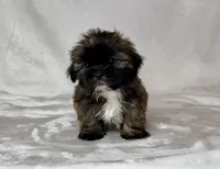 Harley , a male Shih Tzu for sale in New Braunfels, TX – 4 of 6