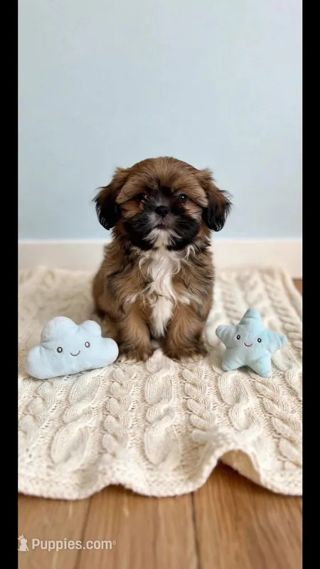 Cooper  – Shih Tzu puppy for sale in New Braunfels, TX