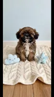 Cooper , a male Shih Tzu for sale in New Braunfels, TX – 1 of 3