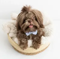 Ollie IMPERIAL , a male Shih Tzu for sale in New Braunfels, TX – 1 of 2