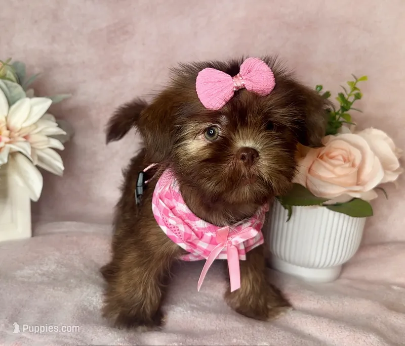 Lola – Shih Tzu puppy for sale in New Braunfels, TX