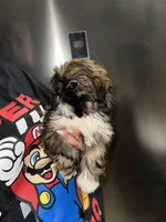 Cooper, a male Shih Tzu for sale in New Braunfels, TX – Photo 4 of 4