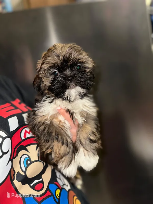 Cooper – Shih Tzu puppy for sale in New Braunfels, TX