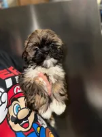 Cooper, a male Shih Tzu for sale in New Braunfels, TX – Photo 1 of 4