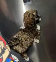 Cooper, a male Shih Tzu for sale in New Braunfels, TX – Photo 2 of 4