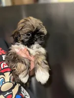 Cooper, a male Shih Tzu for sale in New Braunfels, TX – Photo 3 of 4