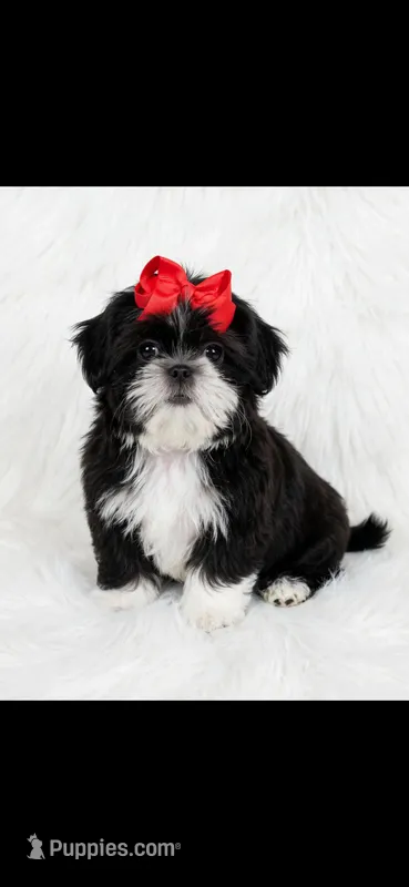 Jazzy- imperial  – Shih Tzu puppy for sale in New Braunfels, TX