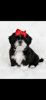 Jazzy- imperial , a female Shih Tzu for sale in New Braunfels, TX – 1 of 3