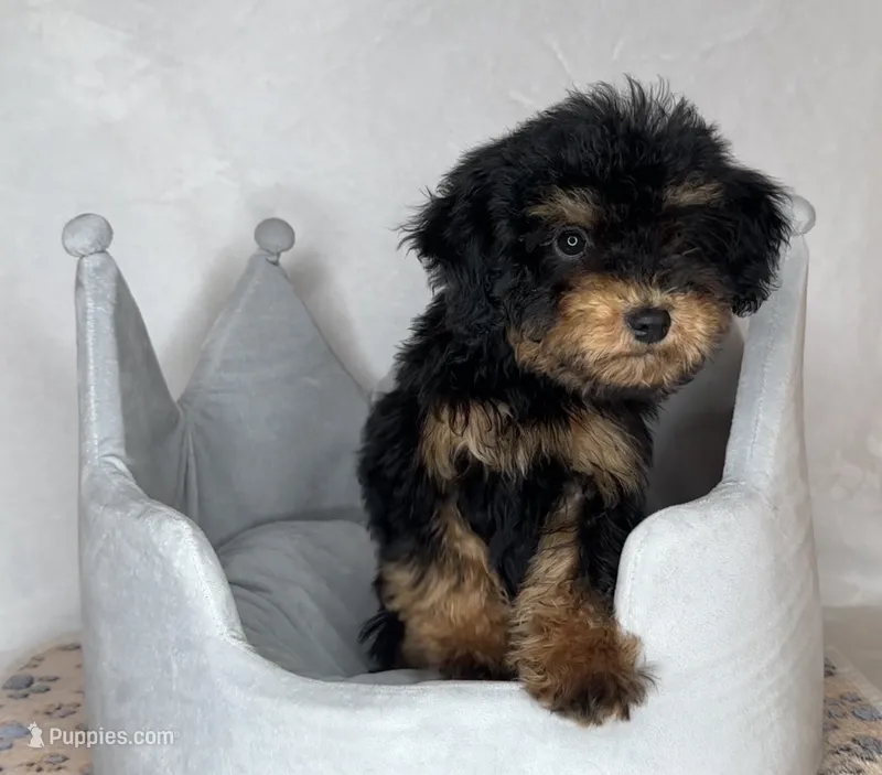 Donnie  – Poodle - Toy  puppy for sale in New Braunfels, TX