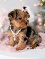 Carli🎀MERLE/830-660-4641, a female Yorkshire Terrier for sale in New Braunfels, TX – 5 of 6