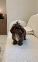 Ryder💙Imperial:830-660-4641, a male Shih Tzu for sale in New Braunfels, TX – 4 of 4