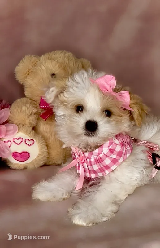 Savy  – Maltipoo puppy for sale in New Braunfels, TX