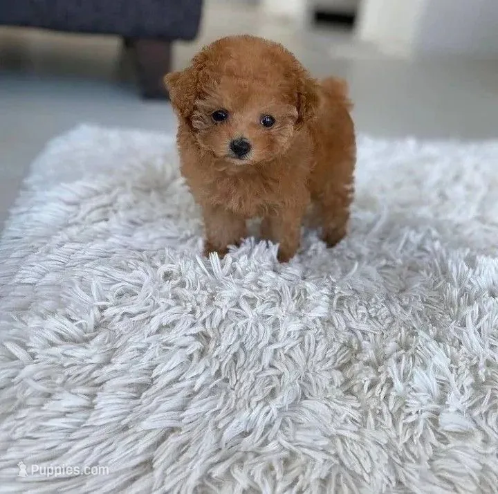 Jett *TOY* – Poodle - Toy  puppy for sale in New Braunfels, TX