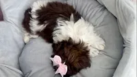 Zoey, a female Shih Tzu for sale in New Braunfels, TX – 4 of 4