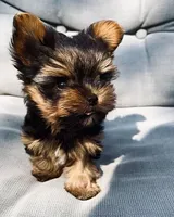 TY *teacup*, a male Yorkshire Terrier for sale in New Braunfels, TX – 3 of 4