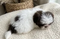 Oliver, a male Shih Tzu for sale in New Braunfels, TX – 2 of 5