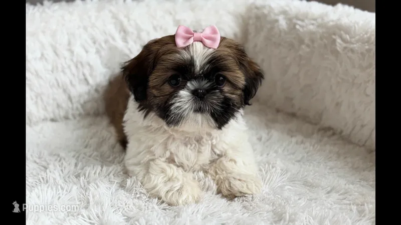 Sassy – Shih Tzu puppy for sale in New Braunfels, TX