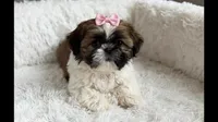 Sassy, a female Shih Tzu for sale in New Braunfels, TX – 1 of 2