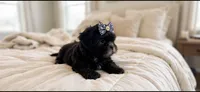 Molly, a female Shih Tzu for sale in New Braunfels, TX – 5 of 6
