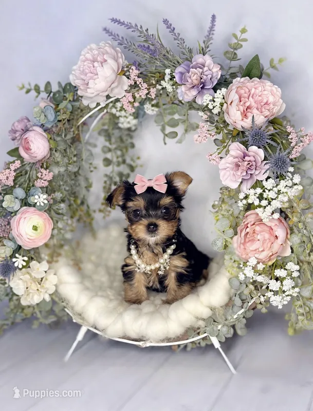 Stella🎀830-660-4641 – Yorkshire Terrier puppy for sale in New Braunfels, TX
