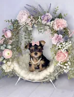 Stella🎀830-660-4641, a female Yorkshire Terrier for sale in New Braunfels, TX – 1 of 4