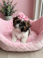 Roxy, a female Shih Tzu for sale in New Braunfels, TX – 2 of 3