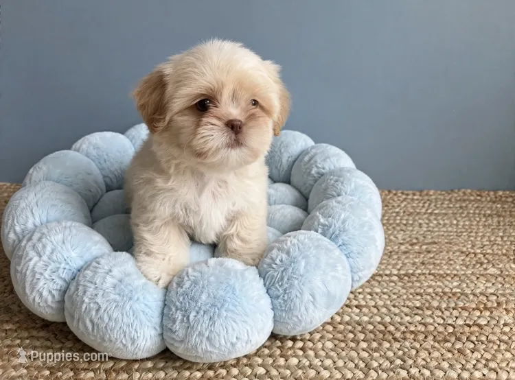 Jasper – Shih Tzu puppy for sale in New Braunfels, TX